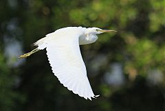 Chinese Egret